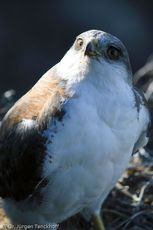 Rotrückenbussard (3 von 19).jpg